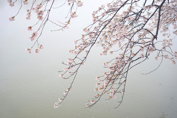 雪、桜、蒸気霧