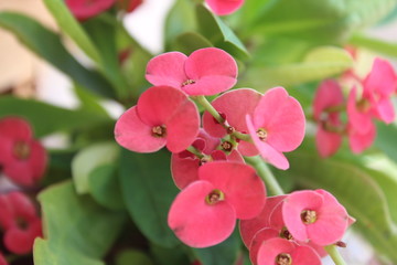 Close up flower garden petal