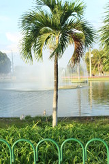 River lake water palm green