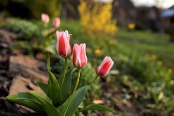 Floral blurred background. Three red with white tulips on the garden. Cropped shot, horizontal, place for text, nobody, background, outdoors. Concept of nature and spring.