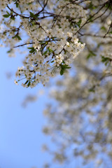 A branch of flowering cherry on a background of blue sky. Cropped shot, vertical, place for text, nobody, background. Concept of nature and spring.
