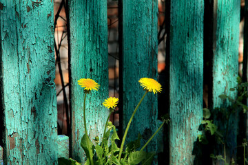 Three yellow dandelions on a background of a stupidly flaky green painted fence made of planks. Cropped shot, horizontal, background, place for text, nobody. The concept of construction and tradition
