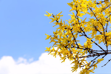 Fototapeta na wymiar A branch of blossoming forsythia on a background of blue sky with white clouds. Cropped shot, horizontal, place for text, nobody, background. Concept of nature and spring.