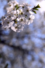 A branch of flowering cherry on a background of blue sky. Cropped shot, vertical, place for text, nobody, background. Concept of nature and spring.