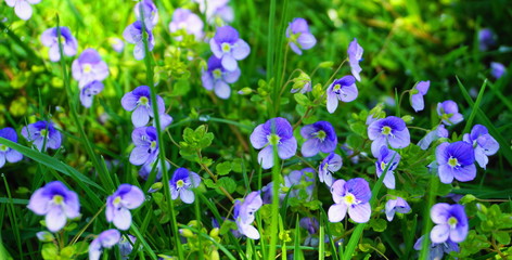 Obraz na płótnie Canvas Meadow of delicate and small Veronica Umbrosa Georgia Blue flowers close up.