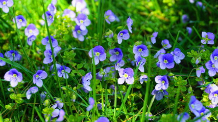 Obraz na płótnie Canvas Meadow of delicate and small Veronica Umbrosa Georgia Blue flowers close up.