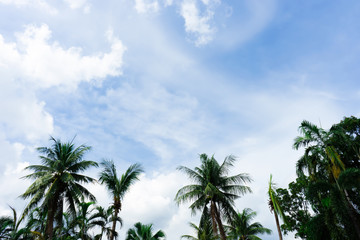Fototapeta na wymiar Coconut trees with blue sky and cloudy