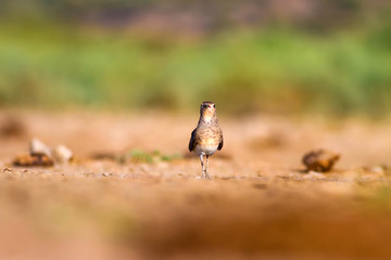 Pratincole. Yellow green nature background. Bird: Collared Pratincole. Glareola pratincola.