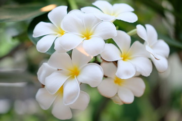 Obraz na płótnie Canvas white plumeria flowers in the garden