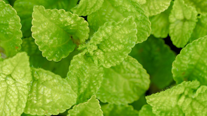 Fresh Green Leaf With Fiber