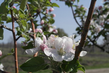 apple trees in bloom 