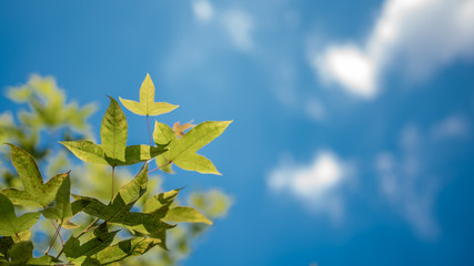 Green Tree With Sky Background