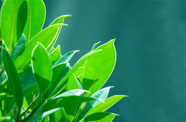 The green color of nature with space for adding text.