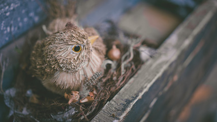Decoration Idea With The Artificial Bird And Bird Nest