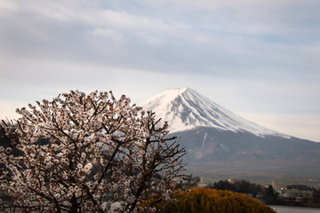 Beautiful cherry blossoms with Mt. Fuji in the background on the northern shore of lake Kawaguchi Japan