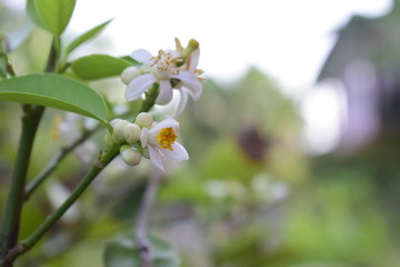 White lemon flower Green background, natural light