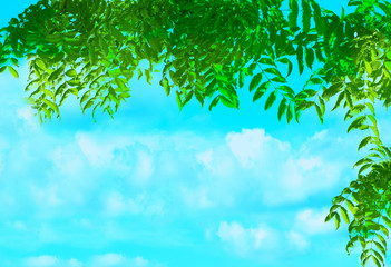 Green nature sky background.Free space for text input.