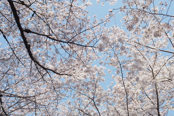 Obraz premium Cherry Blossom Kyoto Japan