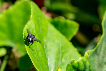 Green leaf and fly. Macro photography of insects and plants