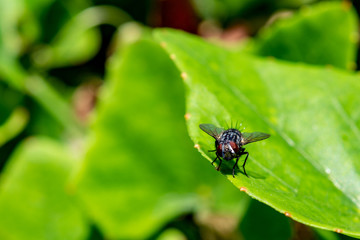 Green leaf and fly. Macro photography of insects and plants