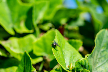 Green leaf and fly. Macro photography of insects and plants