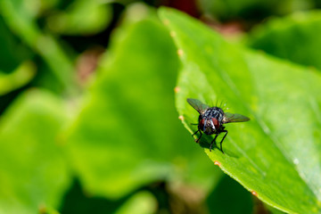 Fototapeta premium Green leaf and fly. Macro photography of insects and plants