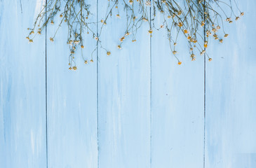Dried chamomile on a blue.