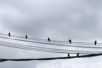 Doves standing on electric power wire