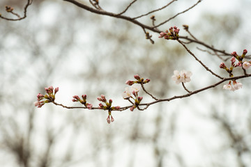 Cherry blossom in spring for background or copy space for text