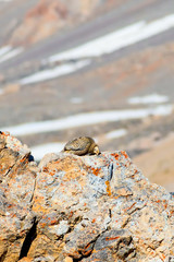 Rare partridge. Mountain background. Bird: Caspian Snowcock. Tetraogallus caspius. Nigde Aladaglar Demirkazik Mountain. Turkey.