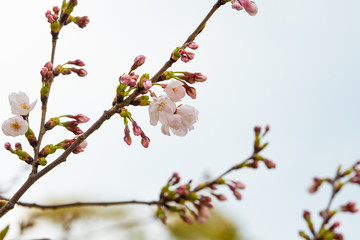 Cherry blossom in spring for background or copy space for text