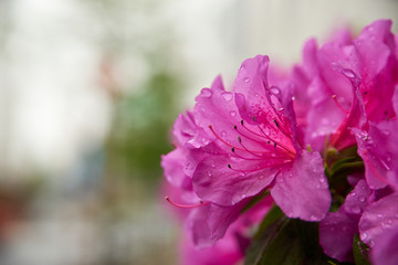 雨上がりのつつじの花・アップ