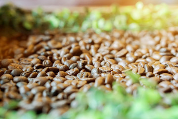 Obraz premium Closeup of roasted coffee beans on blurry green leafs and sun flare background