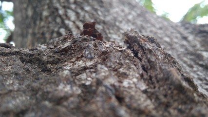 heart of the tree