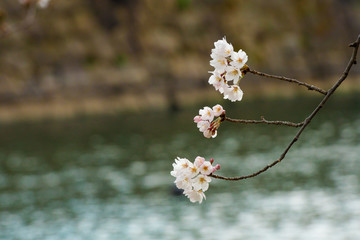 Cherry blossom in spring for background or copy space for text