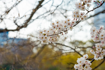 Cherry blossom in spring for background or copy space for text