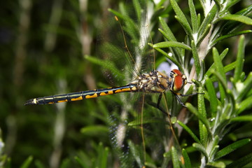 Dragonfly resting on a Rosemary plant