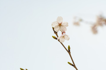 Cherry blossom in spring for background or copy space for text