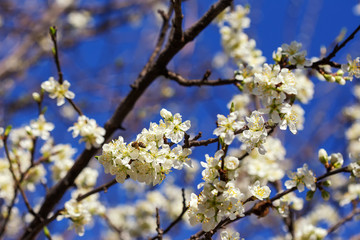Spring profuse flowering fruit garden in the Park.