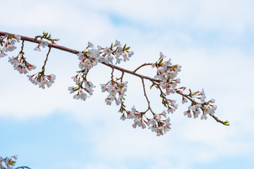 Cherry blossom in spring for background or copy space for text