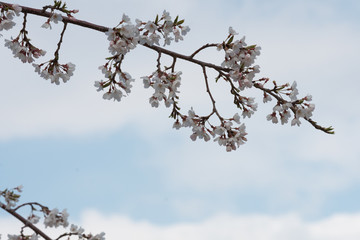 Cherry blossom in spring for background or copy space for text