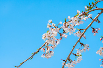 Cherry blossom in spring for background or copy space for text