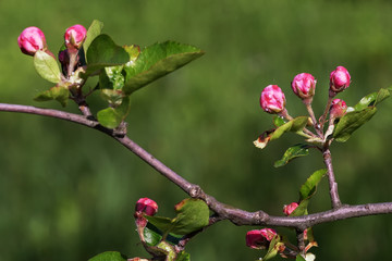 Obraz na płótnie Canvas Spring profuse flowering fruit garden in the Park.