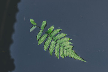 fern