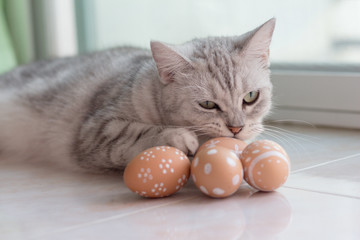 Fototapeta na wymiar Cat with Easter eggs.funny and happy. 