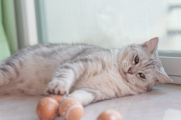 Naklejka na ściany i meble Cat with Easter eggs.funny and happy. 
