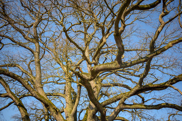 Fototapeta premium View into a treetop.tree and sky