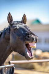 The horse laughs with his mouth wide open.