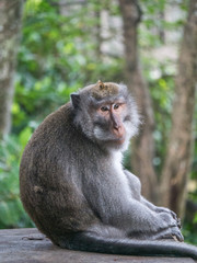 monkey