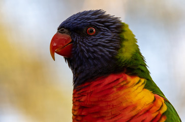 Rainbow Lorikeet